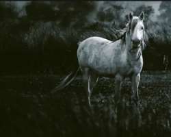 There is also a ghost of a white horse who used to There is also a ghost of a white horse who used to live in the house. The owner of the house loved horses, the especially white one was his favorite.